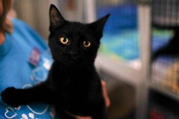 Sweetie Pie -  Domestic Short Hair Cat for Adoption in Raleigh, North Carolina - Sweetie Pie | PetCurious