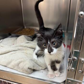 Jordyn -  Domestic Short Hair Cat for Adoption in Corpus Christi, Texas - Jordyn | PetCurious