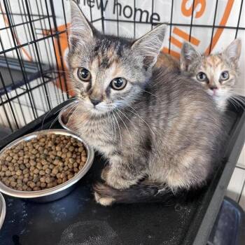 India -  Domestic Short Hair Cat for Adoption in Bentonville, Arkansas - India | PetCurious