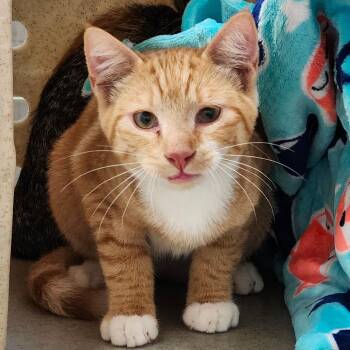 Peanut Butter -  Domestic Medium Hair Cat for Adoption in Ballston Spa, New York - Peanut Butter | PetCurious