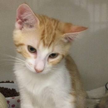 Clyde -  Domestic Short Hair Cat for Adoption in Redwood City, California - Clyde | PetCurious