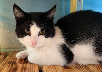 Domestic Short Hair Cats Available for Adoption - Dani | PetCurious