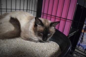Panda. -  Siamese Cat for Adoption in Pahrump, Nevada - Panda. | PetCurious
