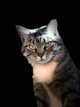 Rescue Tabby Cats for Adoption in Torrey, Utah - Ms. Dorian Gray | PetCurious