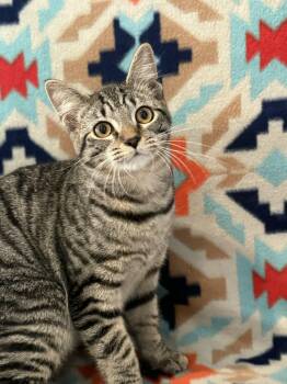 Rescue American Shorthair Cats for Adoption in Barboursville, West Virginia - Hermit | PetCurious