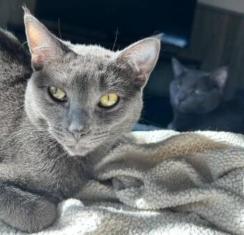 Rescue Domestic Short Hair Cats for Adoption in Bellmawr, New Jersey - Patti & Selma | PetCurious