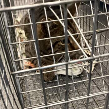 Domestic Short Hair Cats Available for Adoption - Montgomery Kitty 99 | PetCurious