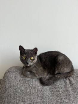 Bissi (TNR 23C) -  Domestic Short Hair Cat for Adoption in Arthur, Ontario - Bissi (TNR 23C) | PetCurious
