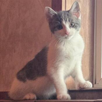 Skookum -  Domestic Short Hair Cat for Adoption in Traverse City, Michigan - Skookum | PetCurious