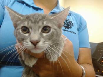 BAE -  Domestic Short Hair Cat for Adoption in Doral, Florida - BAE | PetCurious