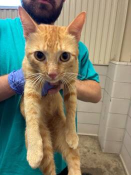 Sal -  Domestic Short Hair Cat for Adoption in Bossier City, Louisiana - Sal | PetCurious