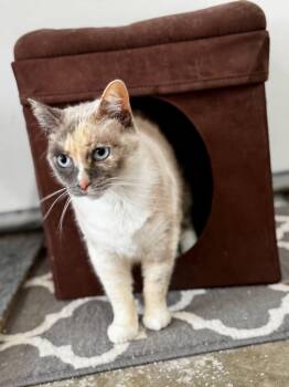 Rescue Domestic Short Hair Cats for Adoption in Louisville, Kentucky - Whisper | PetCurious