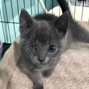 Olive Oyl -  Domestic Short Hair Cat for Adoption in Marion, Virginia - Olive Oyl | PetCurious