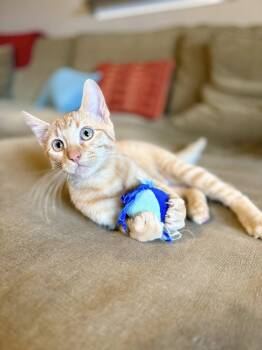 Domestic Short Hair Cats Available for Adoption in Frisco, Texas - Taz | PetCurious