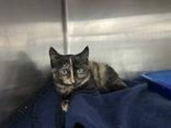Estella -  Domestic Short Hair Cat for Adoption in Manitowoc, Wisconsin - Estella | PetCurious