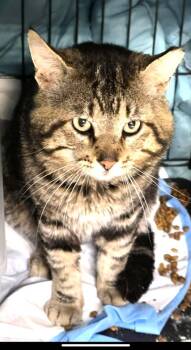 Domestic Short Hair Cats Available for Adoption in Ogden, Utah - Bob | PetCurious
