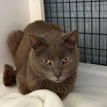 Dazzle -  Domestic Short Hair Cat for Adoption in Ruckersville, Virginia - Dazzle | PetCurious