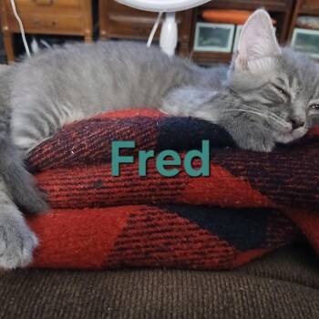 Fall -  Domestic Short Hair Cat for Adoption in Gainesville, Florida - Fall | PetCurious