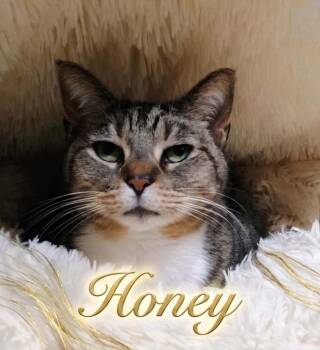 Domestic Short Hair Cats Available for Adoption in Rutherfordton, North Carolina - Honey | PetCurious