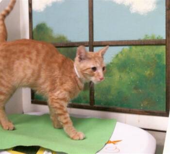GABBY -  Domestic Short Hair Cat for Adoption in Houston, Texas - GABBY | PetCurious