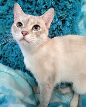 Siamese Cats Available for Adoption in Powder Springs, Georgia - MELODY | PetCurious
