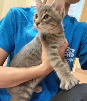 Bam -  Domestic Short Hair Cat for Adoption in Kennewick, Washington - Bam | PetCurious