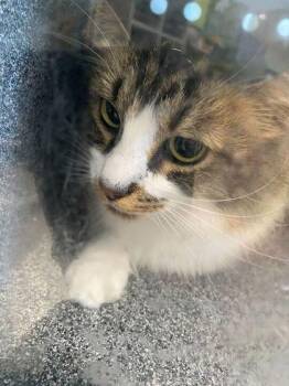 Domestic Medium Hair and Domestic Short Hair Cats Available for Adoption in Daytona Beach, Florida - Wizard | PetCurious