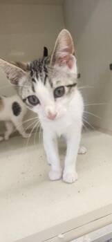 Chuck -  Domestic Short Hair Cat Available for Adoption in Town 