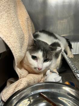 Rescue Domestic Short Hair Cats for Adoption in Dearborn, Michigan - Rainbow Kitty | PetCurious