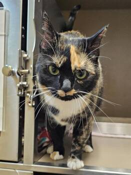 Domestic Short Hair Cats Available for Adoption in Clyde, North Carolina - TEELA | PetCurious