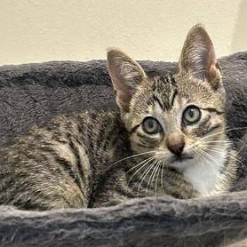 Domestic Short Hair Cats Available for Adoption in Liverpool, Texas - Pepper | PetCurious