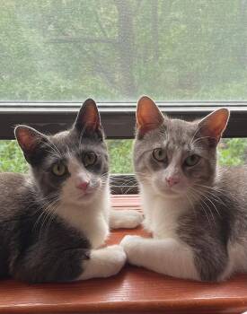 Max and Sam -  Domestic Short Hair Cat Available for Adoption - Max And Sam | PetCurious