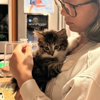 Domestic Long Hair Cats Available for Adoption in Norco, California - Sabor Tooth | PetCurious