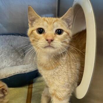 Gene Frankel -  Domestic Short Hair Cat for Adoption in York, Pennsylvania - Gene Frankel | PetCurious