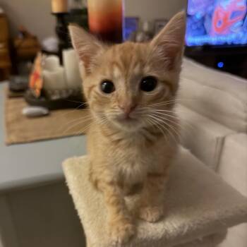 Sylvester -  Domestic Short Hair Cat for Adoption in Potomac, Maryland - Sylvester | PetCurious