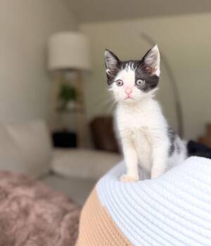 Sawyer -  Domestic Short Hair Cat for Adoption in Concord, North Carolina - Sawyer | PetCurious