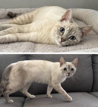 Marshmallow -  Siamese and Domestic Short Hair Cat for Adoption - Marshmallow | PetCurious