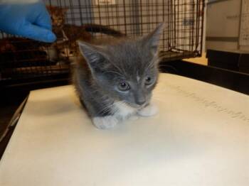 Domestic Short Hair Cats Available for Adoption in San Jose, California - COCO | PetCurious