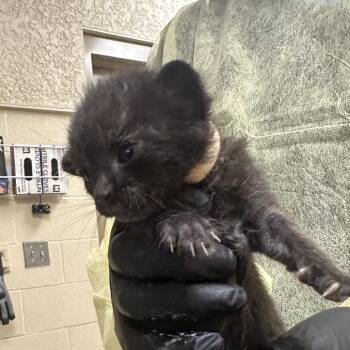 Fonga (tan) -  Domestic Short Hair Cat for Adoption in Winston-salem, North Carolina - Fonga (tan) | PetCurious