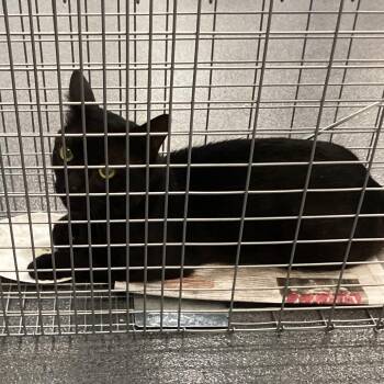 Onyx -  Domestic Short Hair Cat for Adoption in Montgomery, Alabama - Onyx | PetCurious