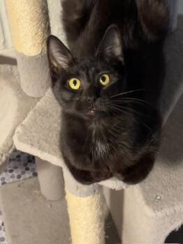 Roxy -  Domestic Short Hair Cat for Adoption in Shippensburg, Pennsylvania - Roxy | PetCurious