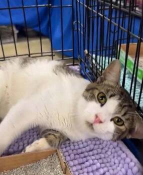 Domestic Short Hair Cats Available for Adoption - Sebastian | PetCurious