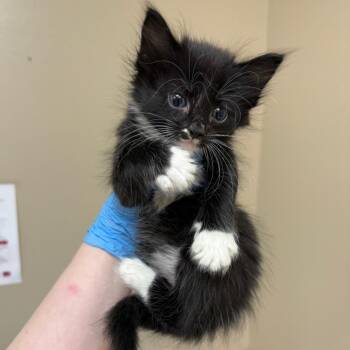 Cassie -  Domestic Short Hair Cat Available for Adoption in Birmingham, Alabama - Cassie | PetCurious