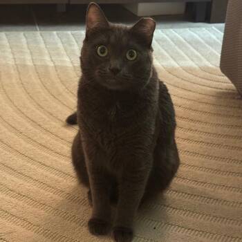 Domestic Medium Hair Cats Available for Adoption - Boo | PetCurious