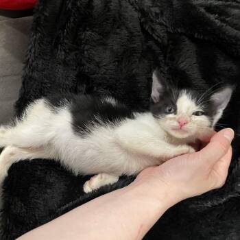 Pugsly -  Domestic Short Hair and Tuxedo Cat for Adoption in Mastic, New York - Pugsly | PetCurious