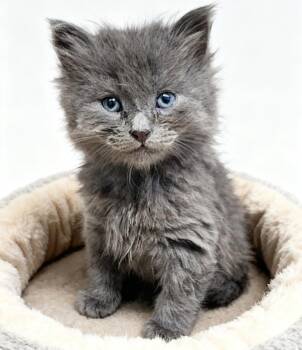 Domestic Medium Hair Cats Available for Adoption in Cottonwood, Arizona - Harry | PetCurious