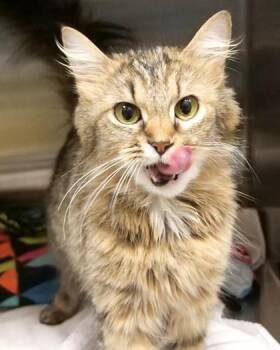 Olivia Rodrigo -  Domestic Medium Hair and Domestic Short Hair Cat for Adoption in Fishers, Indiana - Olivia Rodrigo | PetCurious