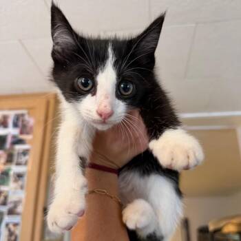 Skully -  Domestic Short Hair Cat for Adoption in Hanna City, Illinois - Skully | PetCurious