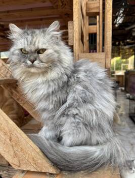Daphne -  Persian Cat for Adoption in Brampton, Ontario - Daphne | PetCurious