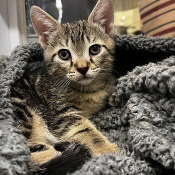 Chai Latte -  Domestic Short Hair Cat for Adoption in Los Angeles, California - Chai Latte | PetCurious